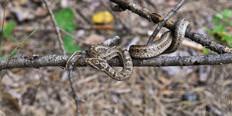 Serpente da allontanare